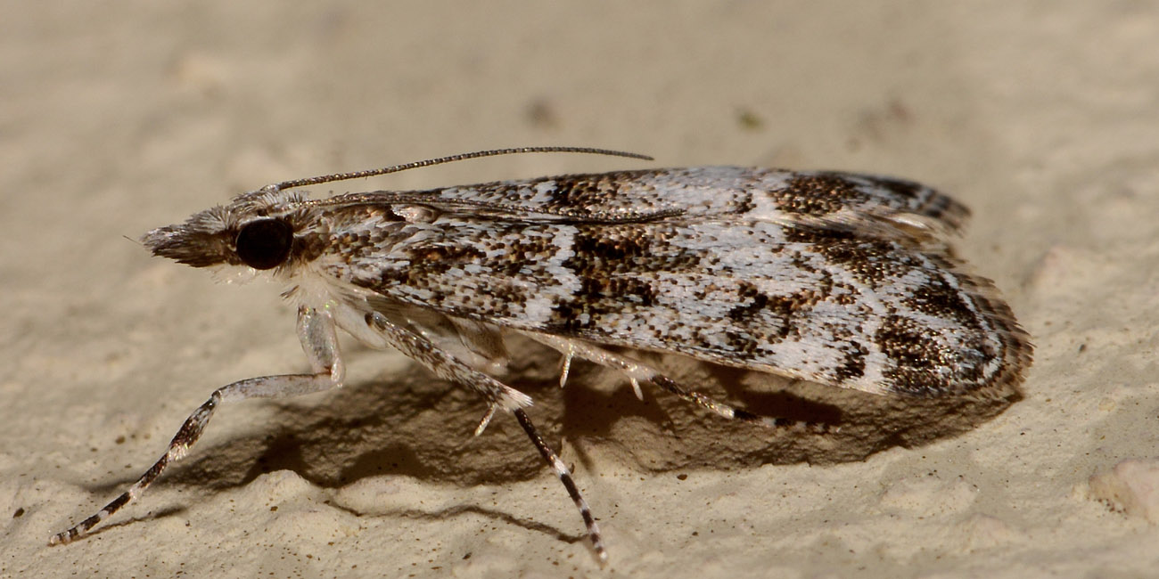 Crambidae - Eudonia mercurella